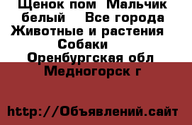 Щенок пом. Мальчик белый  - Все города Животные и растения » Собаки   . Оренбургская обл.,Медногорск г.